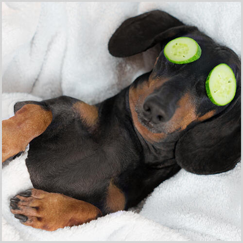 A dachshund dog lying on its back with cucumber slices over its eyes.